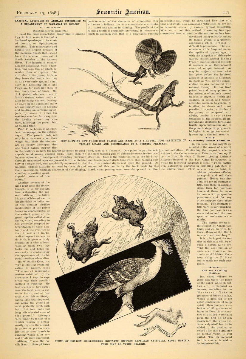 1898 Article Scientific Frilled Lizards Hoatzin Zoology - ORIGINAL SCA