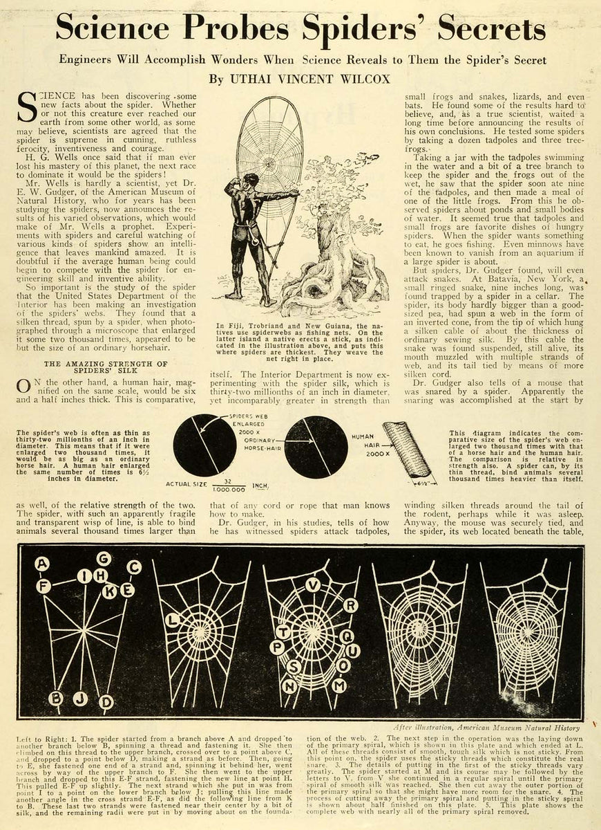 1928 Article Spider Webs Fishing Net Natural History H. G. Wells