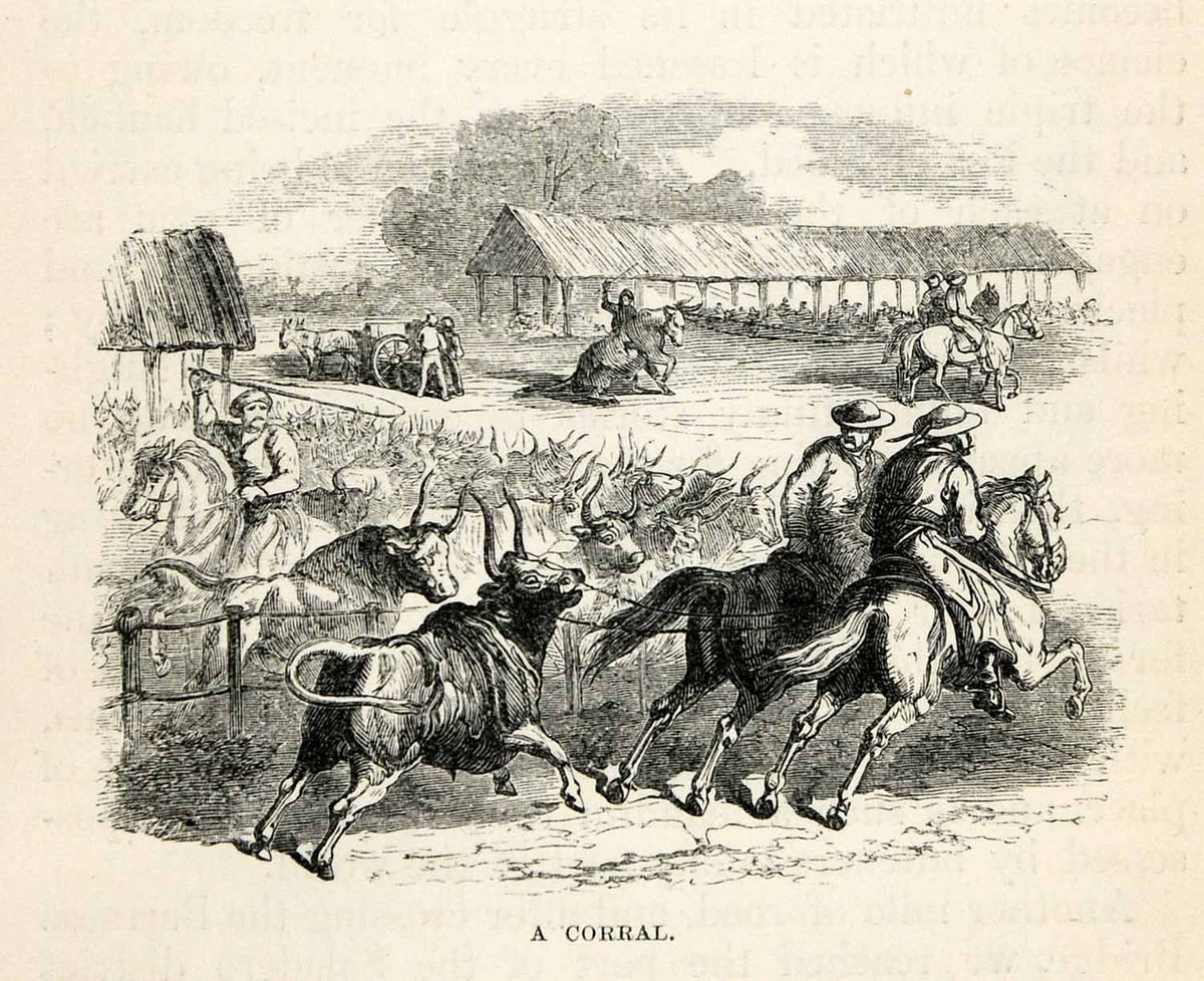 1878 Wood Engraving Slaughterhouse Cattle Herd Farming Fray Bentos