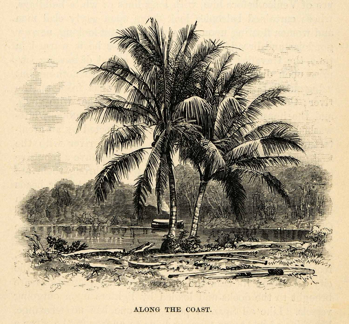 1888 Wood Engraving Along Coast Palm Tree Quito Ecuador River