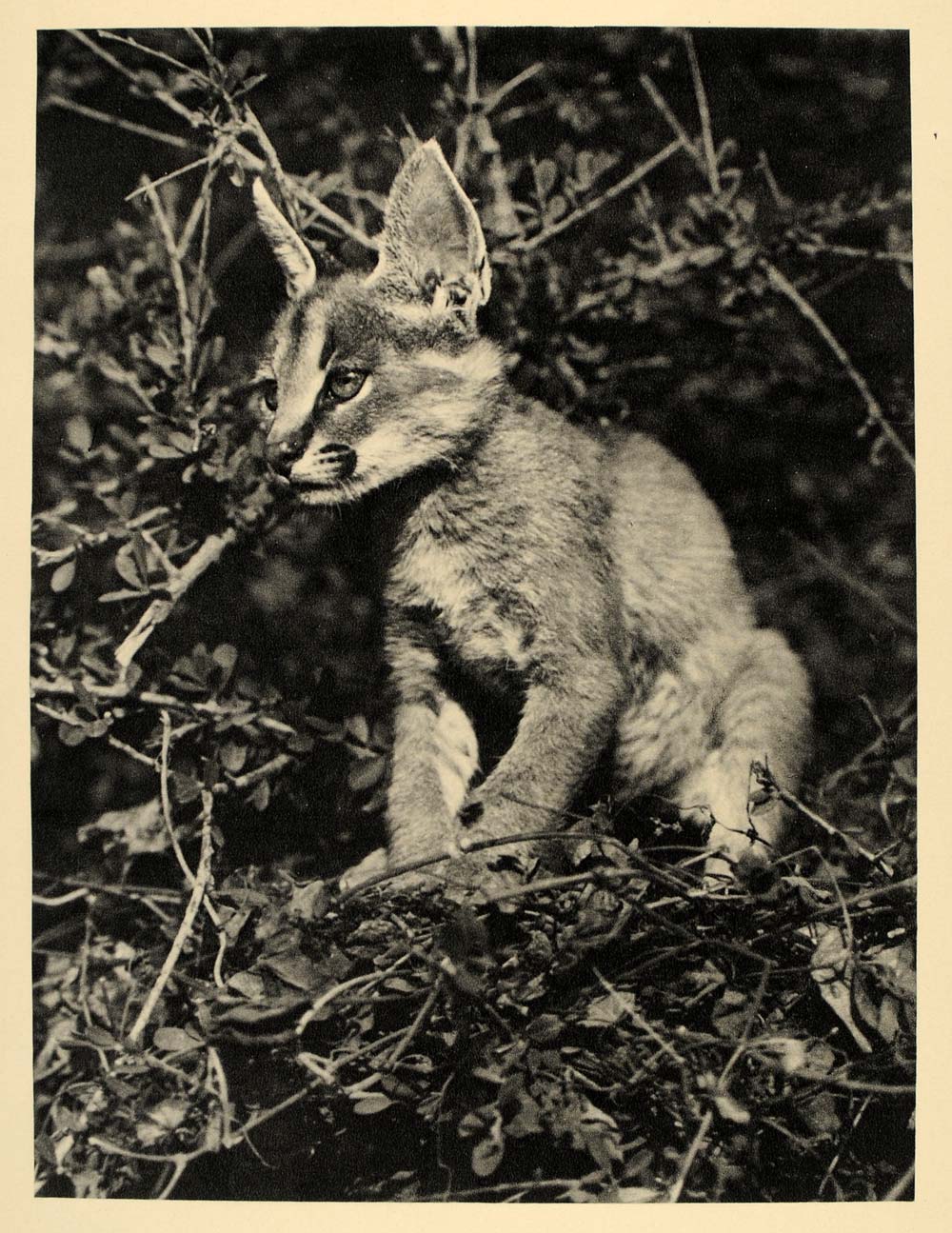 1930 Caracal Cat Kitten Africa Wildlife Photogravure - ORIGINAL PHOTOGRAVURE AF2
