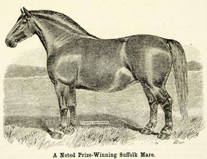 1893 Wood Engraving Suffolk Mare Bramford Belle 3066 Catchpole Ipswich CCG2