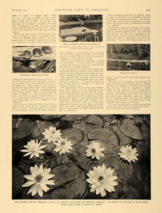 1907 Article Water Lily May McHenry Henry Troth Garden - ORIGINAL CL5