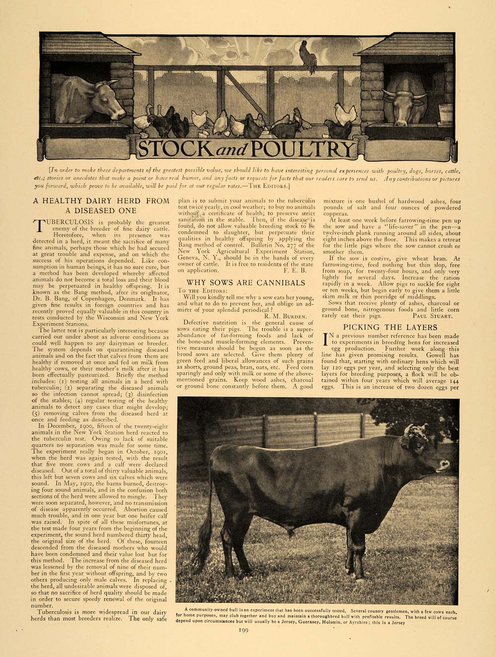 1907 Article Cattle Disease Sow Cannibals R. M. Burden - ORIGINAL CL9