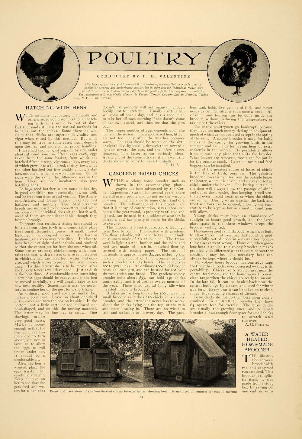 1913 Article Poultry Valentine Chick Squab Mondaines Hen Bird House Coop CLA1