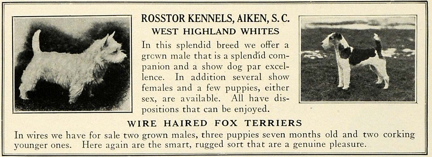 1930 Ad Wire Haired Fox Terrier West Highland White Dog Breeder Rosstor  COL2 | Wire Fox Terrier Puppy For Sale | americanlycetuffschool.edu.pk