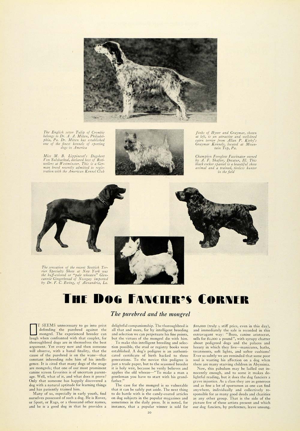 1931 Article Purebred Muts Dogs Pets English Setter Rottweiler Scottish COL2