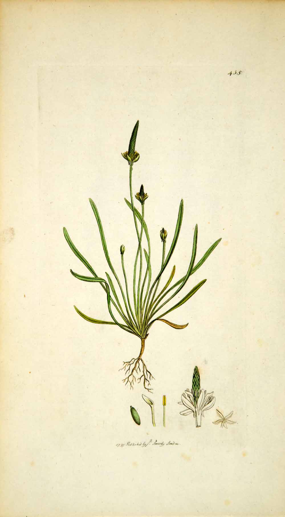 1798 Copper Engraving Hand-Painted Myosurus Tiny Mousetail Botanical Flower EB7