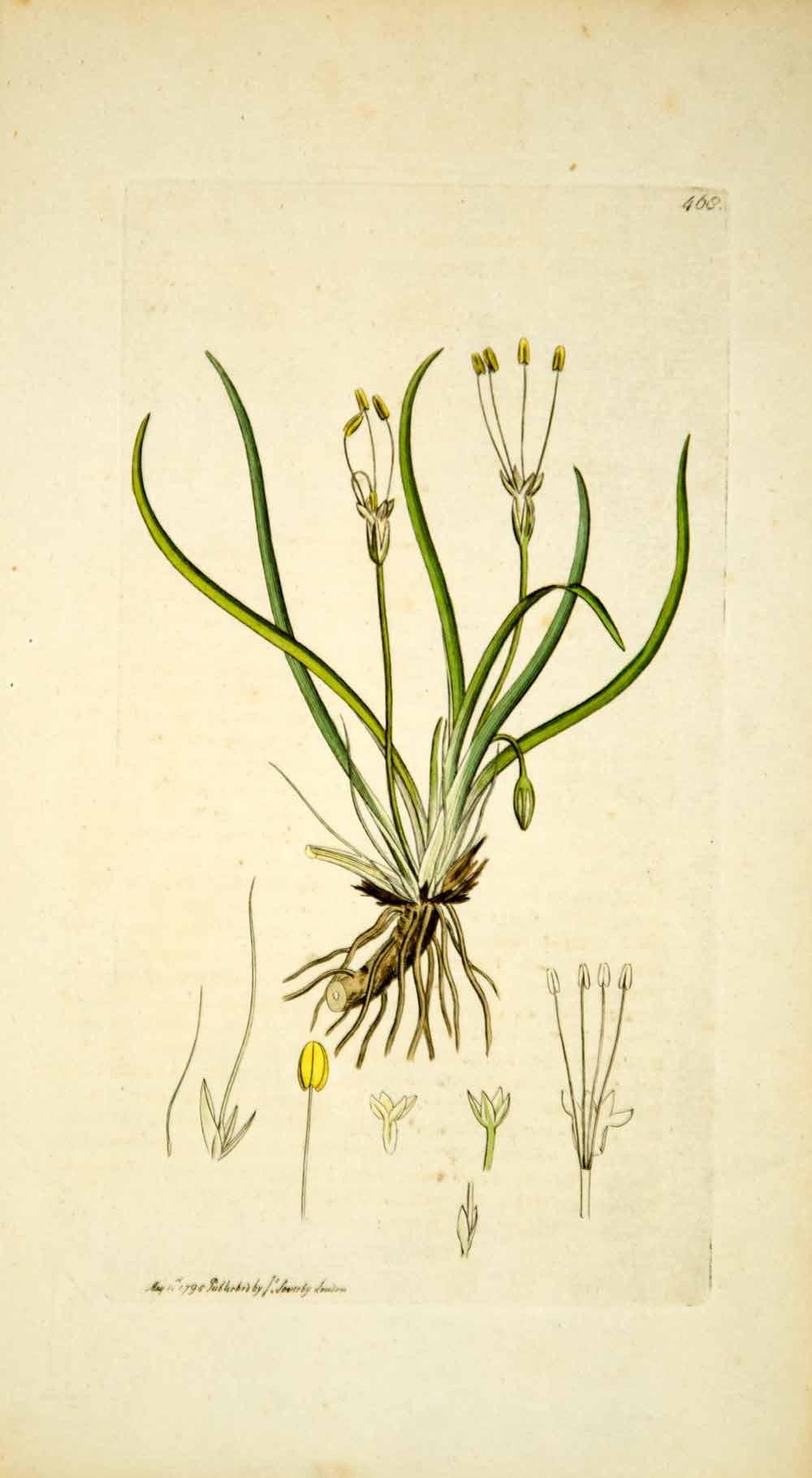 1798 Copper Engraving Hand-Painted Littorella Plantain Shoreweed Botan ...