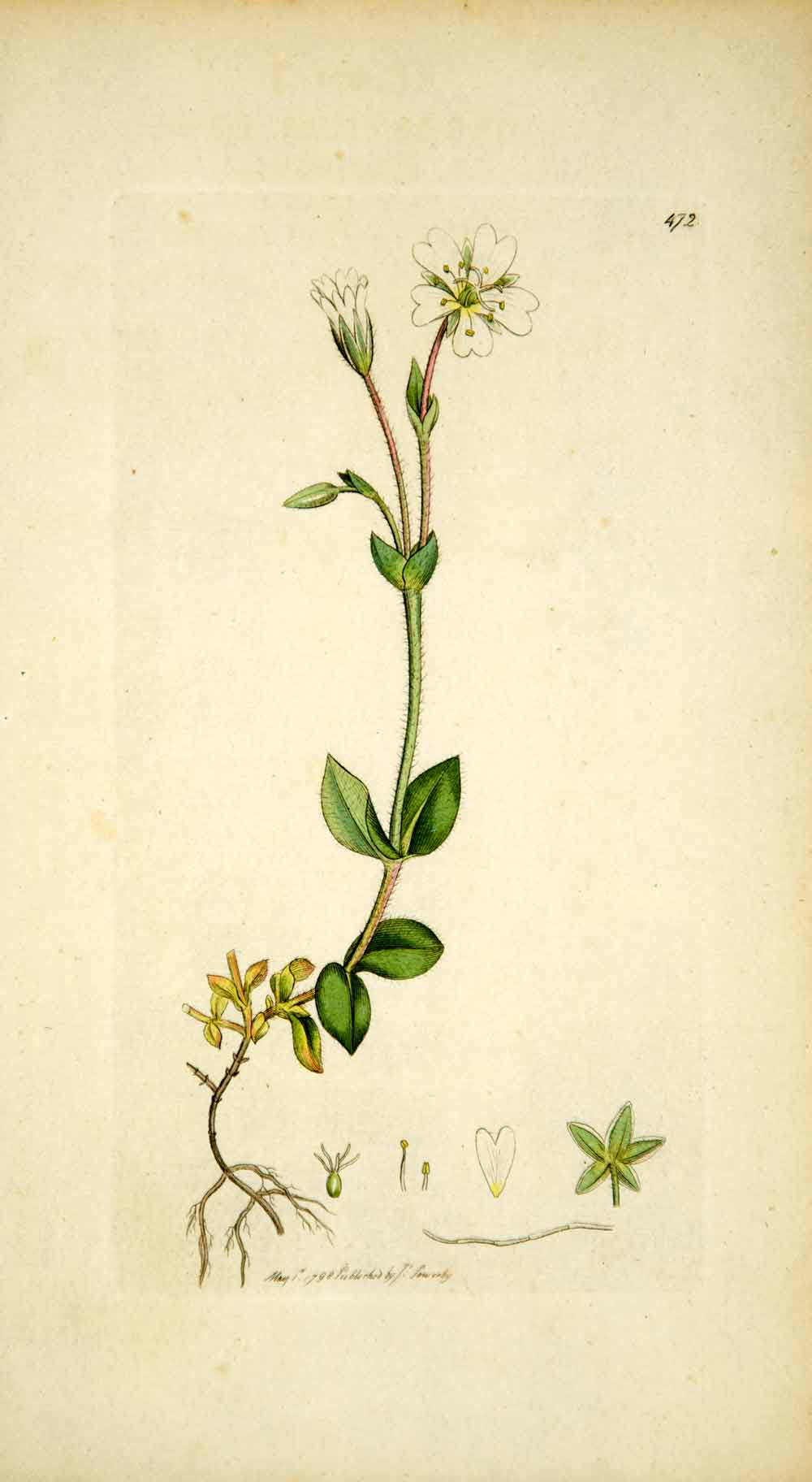 1798 Copper Engraving Hand-Painted Cerastium Alpine Mouse-Ear Chickweed Art EB7