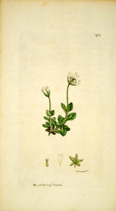 1798 Copper Engraving Hand-Painted Cerastium Broad-Leaved Chickweed Botany EB7