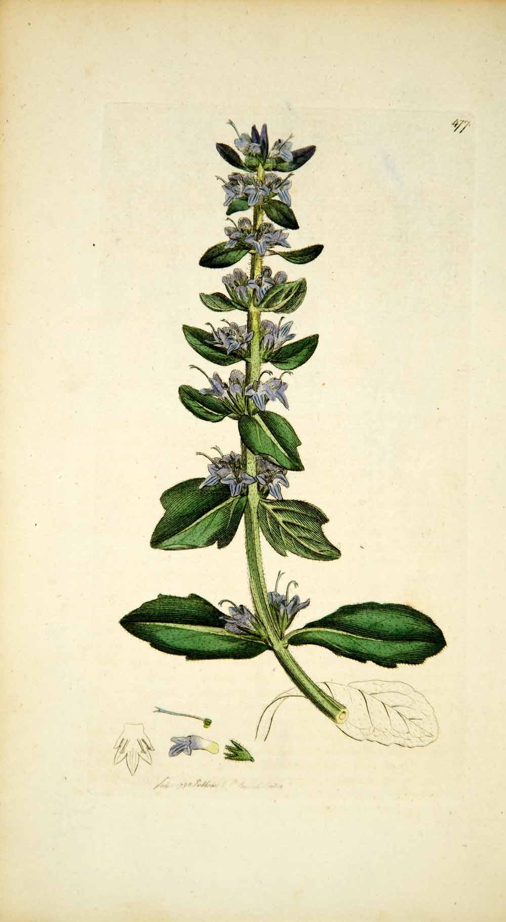 1798 Copper Engraving Hand-Painted Ajuga Apline Pyramidal Bugle Botanical EB7