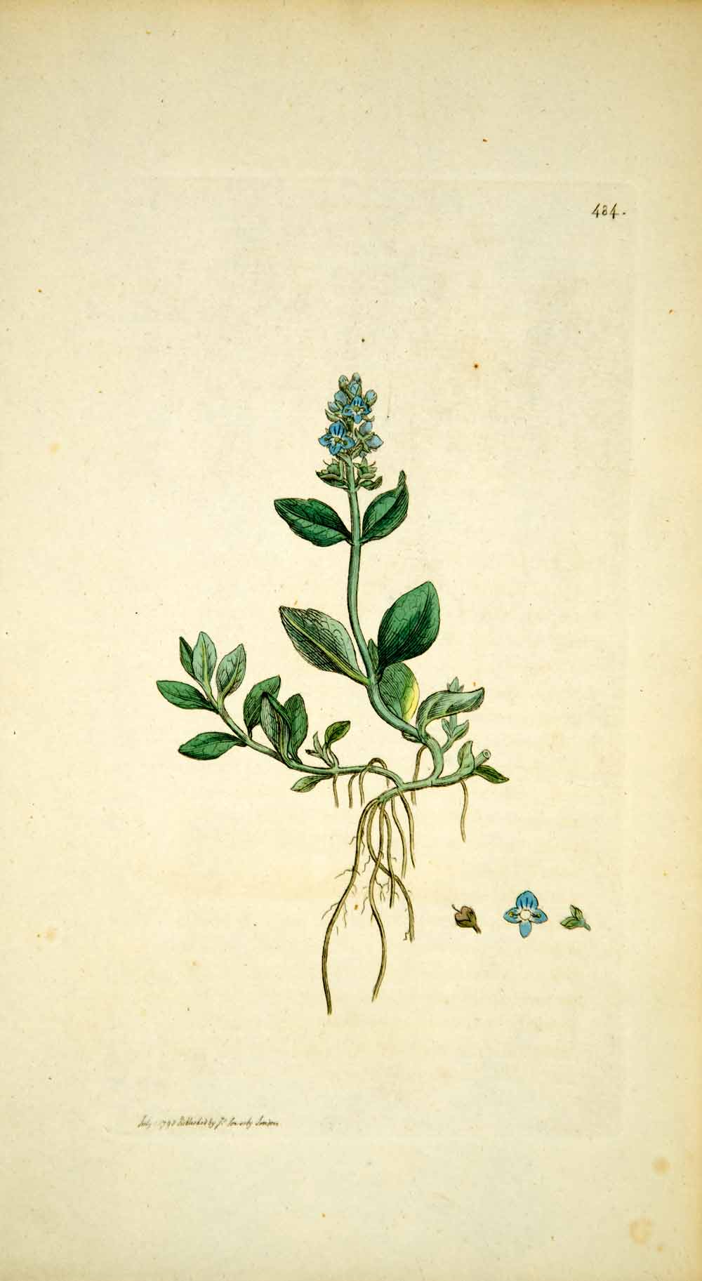 1798 Copper Engraving Hand-Painted Veronica Alpine Speedwell Botanical Print EB7