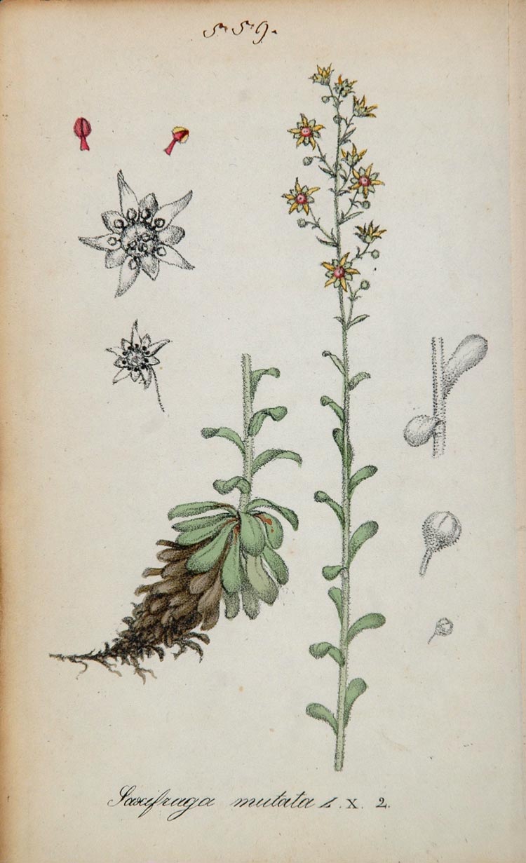 1826 Saxifraga Mutata Saxifrage Botanical Color Print - ORIGINAL