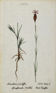 1826 Dianthus Prolifer Childing Pink Botanical Print - ORIGINAL