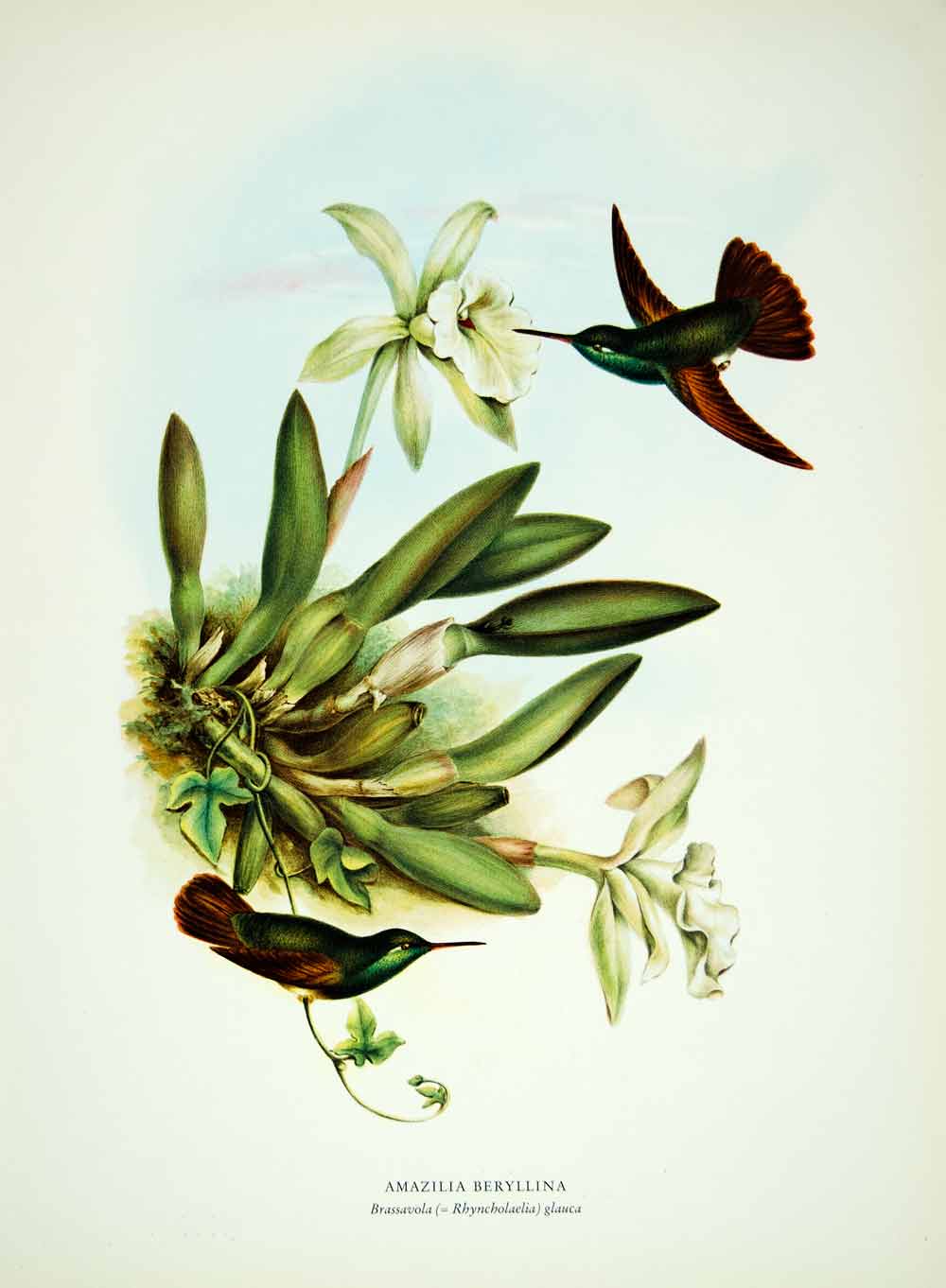 1963 Color Print Berylline Hummingbird Brassavola Glauca Wildlife Mexico HMX1