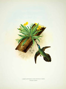 1963 Color Print Wedgetailed Saberwing Hummingbird Tiny Psygmorchis Mexico HMX1