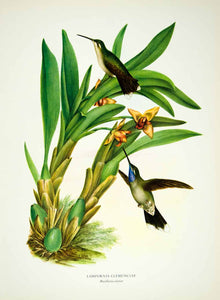 1963 Color Print Blue Throated Hummingbird Sturdy Maxillaria Animal Mexico HMX1