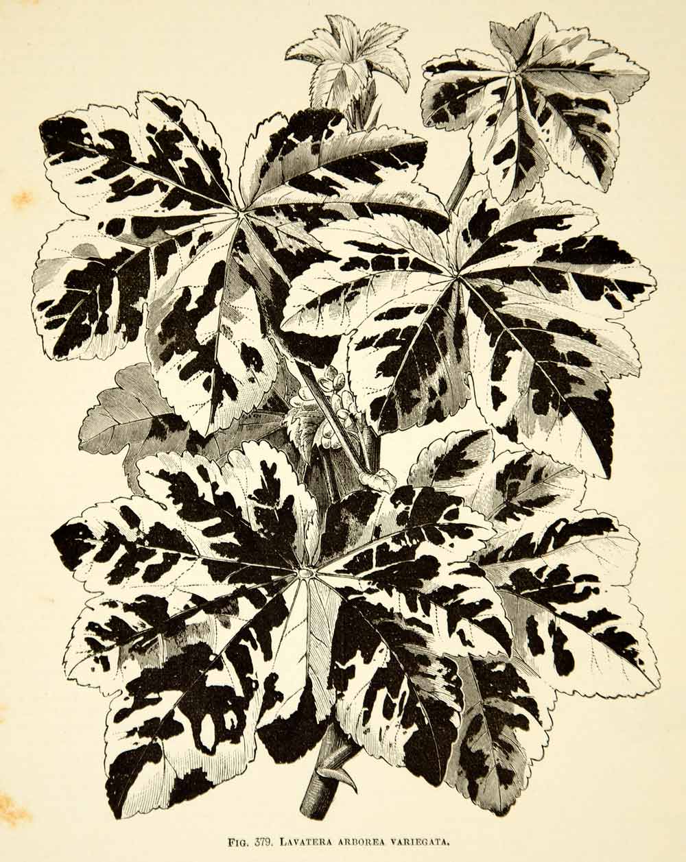 1887 Wood Engraving Art Botanical Lavatera Arborea Tree Mallow Plant Garden IDG1