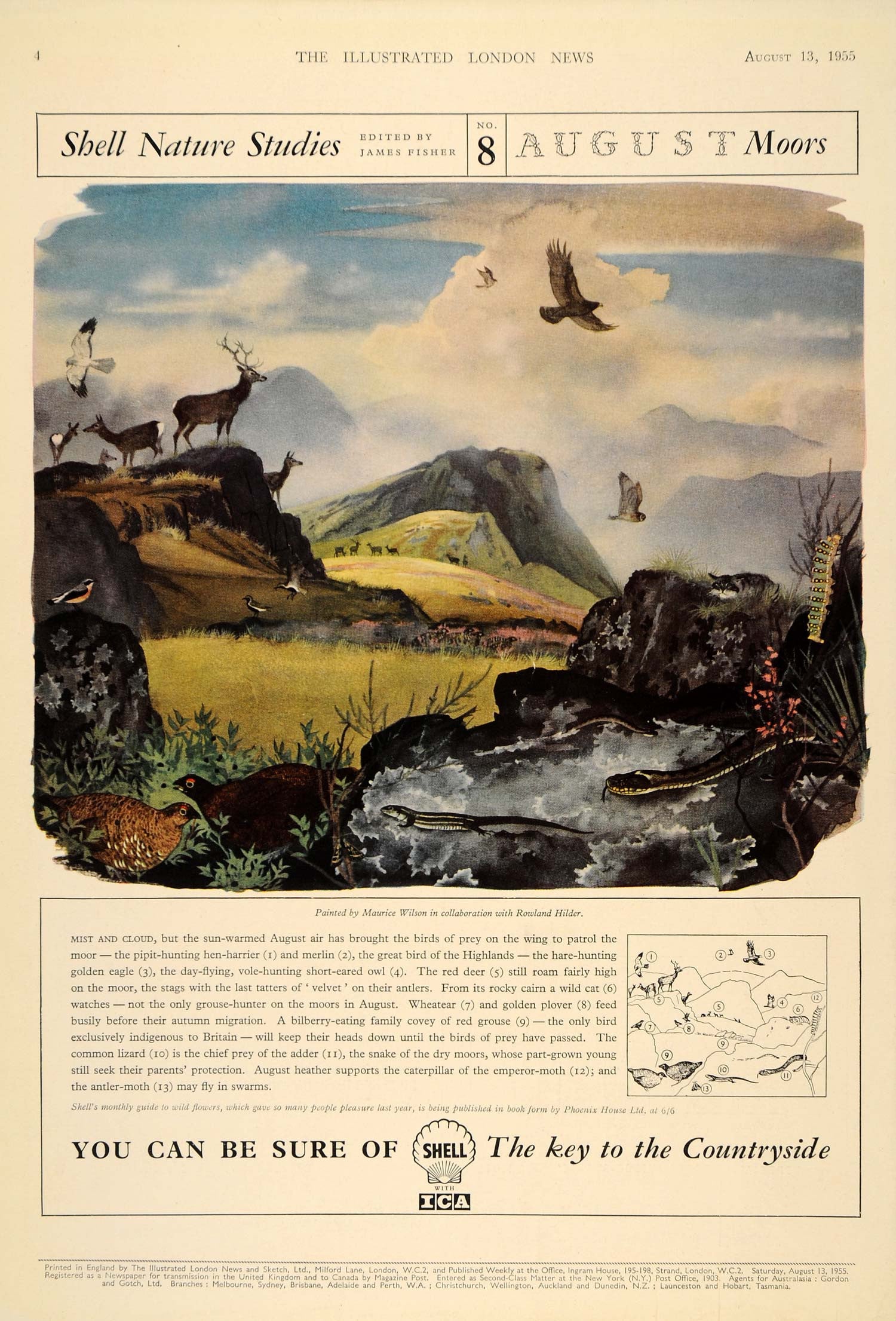 1955 Ad Shell Oil British Moor Eagle Owl Red Deer Adder - ORIGINAL LN1