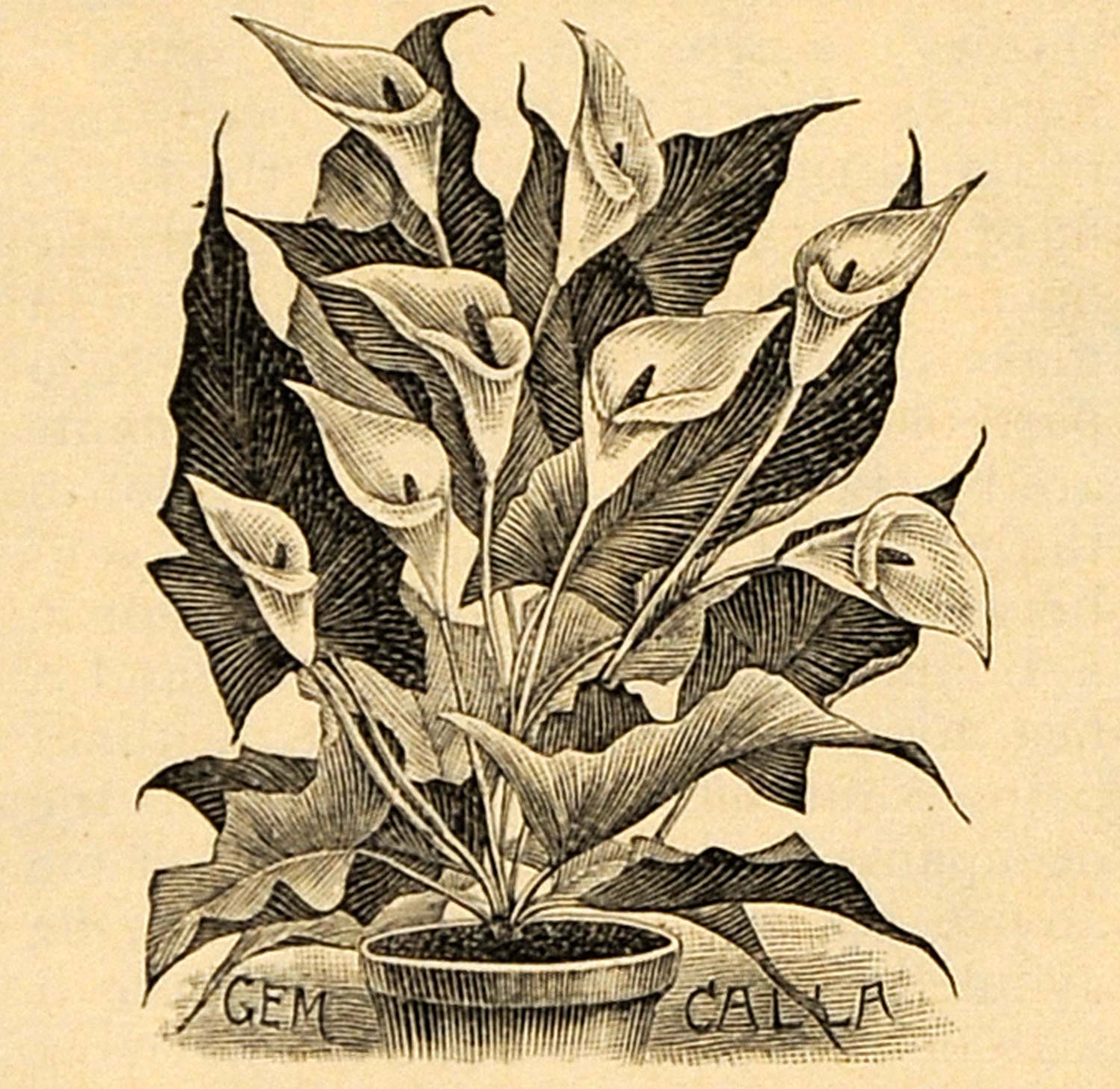 1892 Print Gem Calla Flowers Araceae Family Art - ORIGINAL HISTORIC IMAGE MAY1