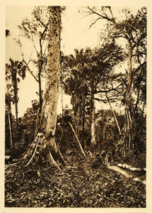 1925 Virgin Forest Rainforest Tamasopo Mexico Brehme - ORIGINAL PHOTOGRAVURE MX2