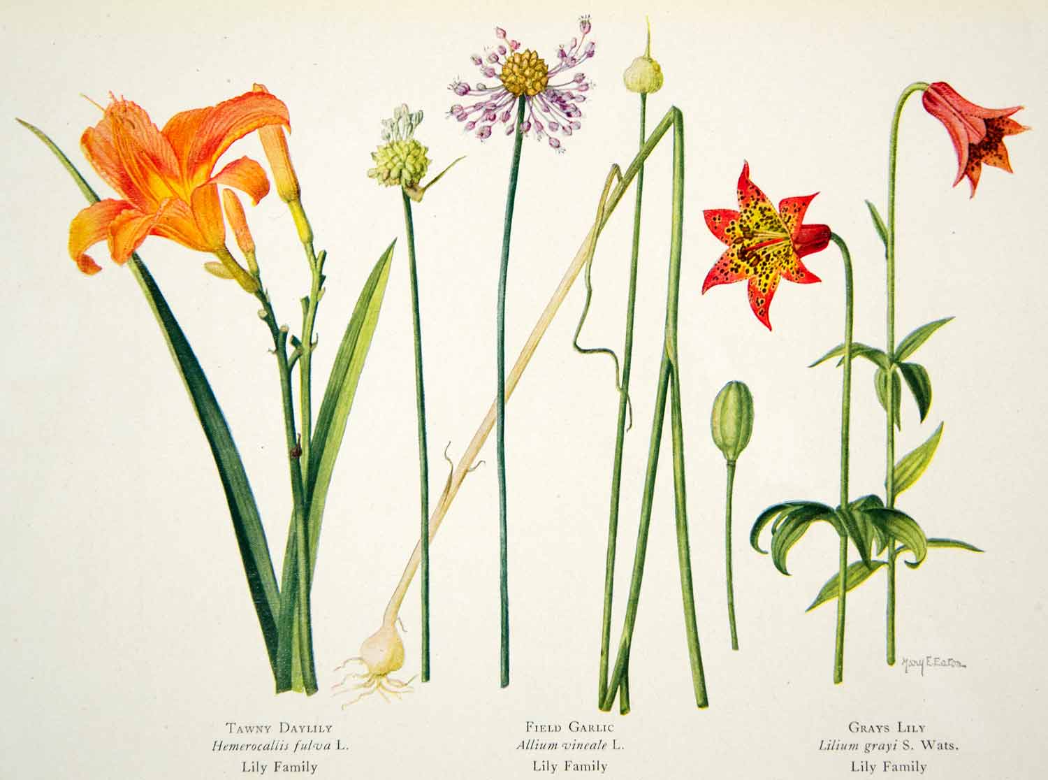 1924 Color Print Flowers Tawny Daylily Field Garlic Grays Lily Plants NGMA1