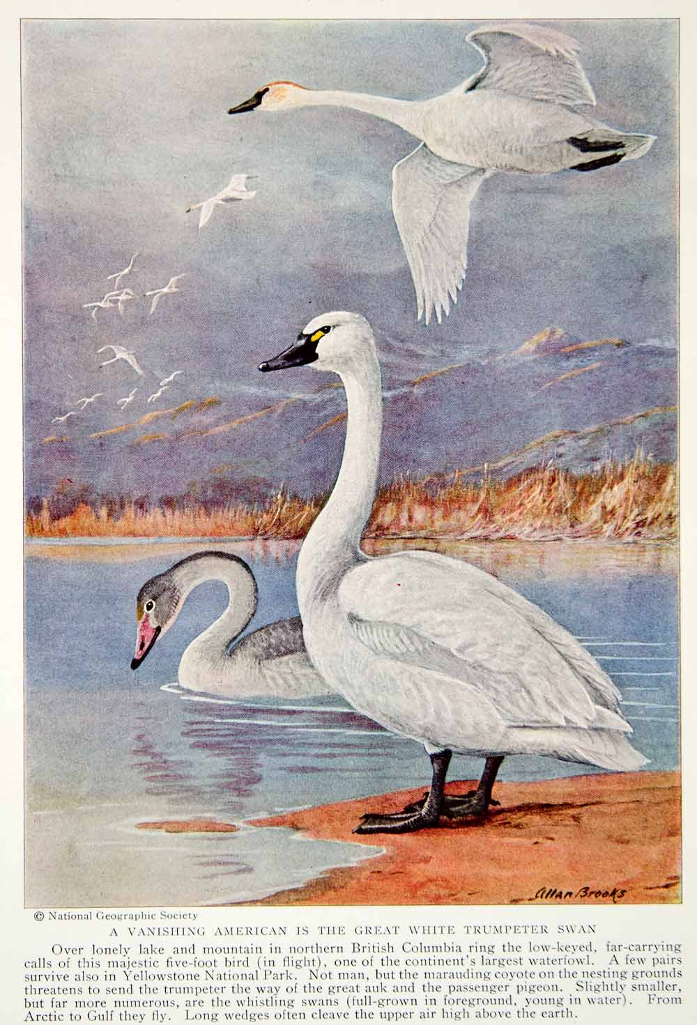 1934 Color Print Great White Trumpeter Whistling Swans Wildlife Birds ...