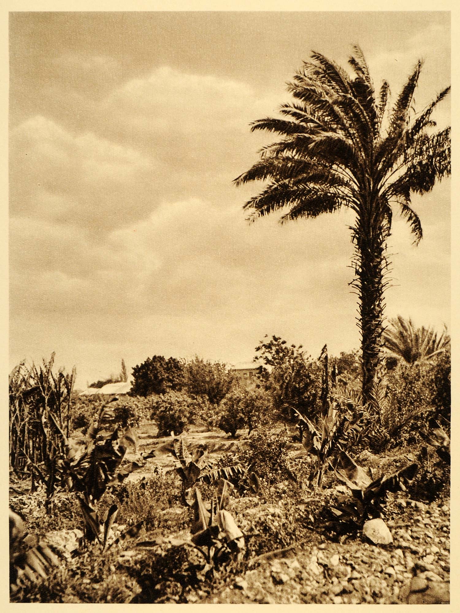 1925 Jericho Gardens Palm Palestine West Bank Israel - ORIGINAL PHOTOGRAVURE PS5