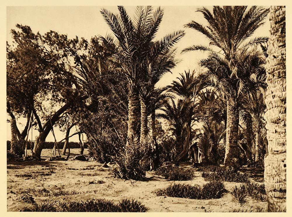 1925 Palm Trees Oyun Musa Springs of Moses Sinai Oasis - ORIGINAL PS6 ...