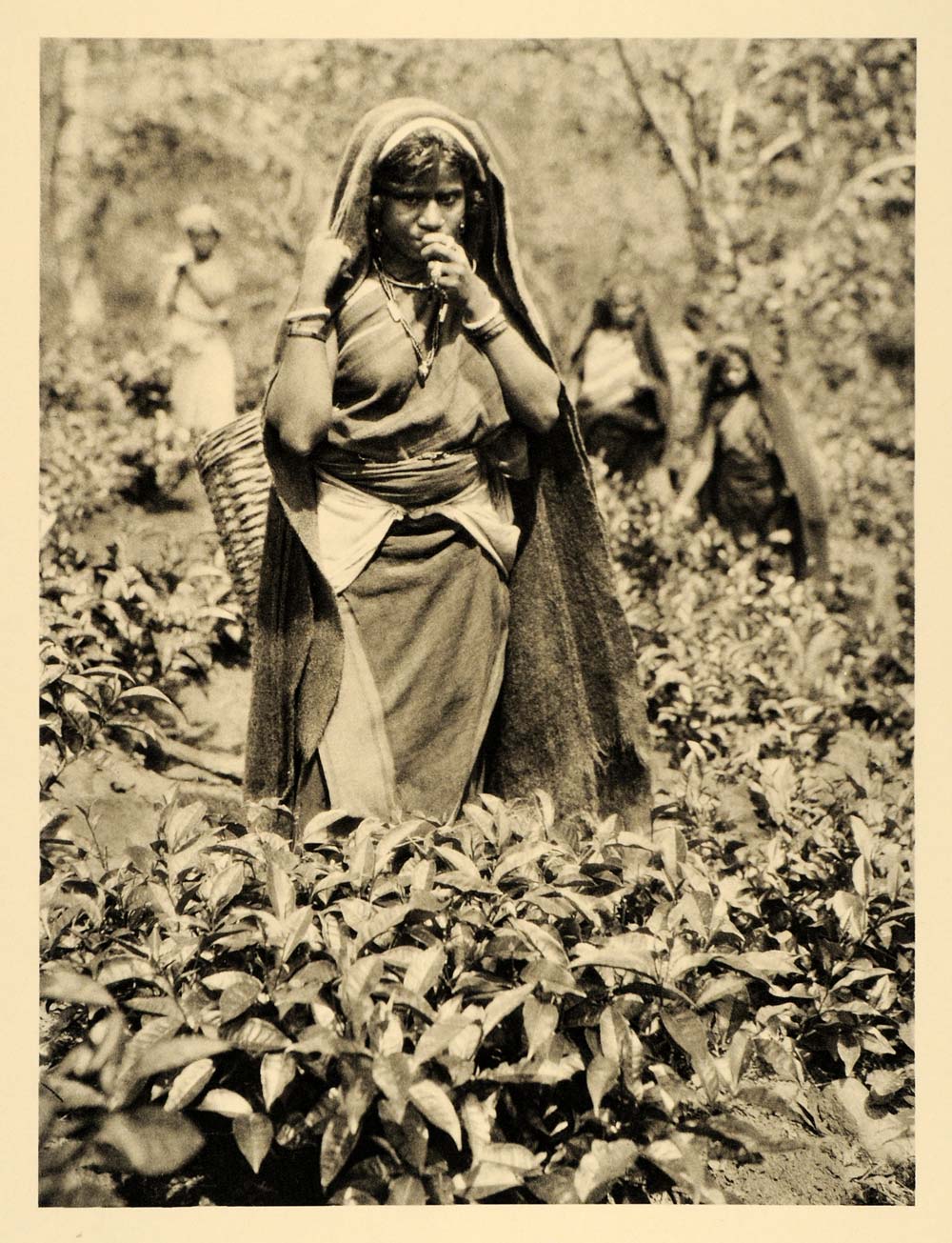 1935 Tamil Woman Tea Bush Plantation Sri Lanka Ceylon - ORIGINAL PTW2