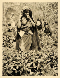 1935 Tamil Woman Tea Bush Plantation Sri Lanka Ceylon - ORIGINAL PTW2