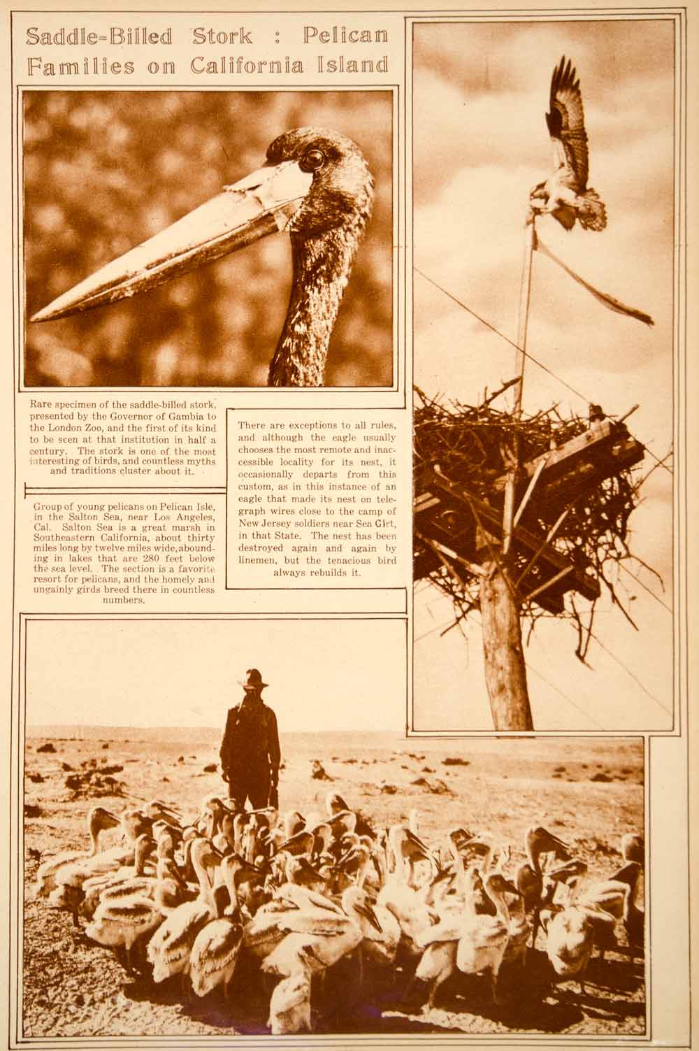 1923 Rotogravure Saddle-Billed Stork Pelicans Salton Sea Eagle Nesting Telegraph