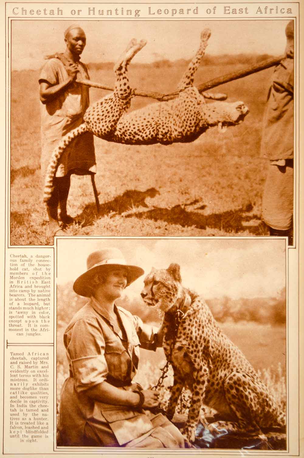 1923 Rotogravure African Cheetah Acinonyx Jubatus Big Cat East Africa Wildlife