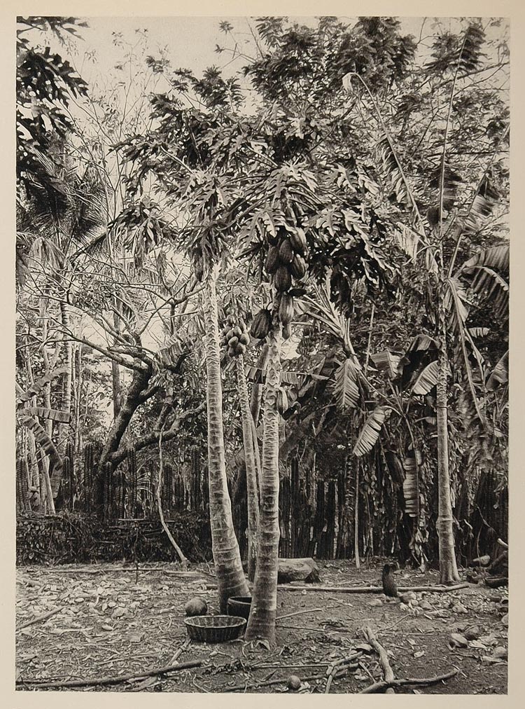 1931 Papaya Tropical Fruit Tree El Salvador Print - ORIGINAL PHOTOGRAVURE SA1