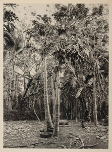 1931 Papaya Tropical Fruit Tree El Salvador Print - ORIGINAL PHOTOGRAVURE SA1