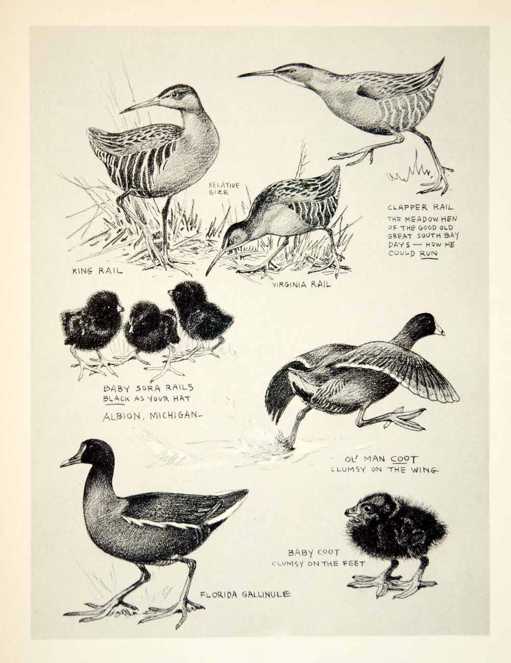 1936 Heliogravure Lynn Bogue Hunt Art King Virginia Rail Clapper Coot Birds TGB1