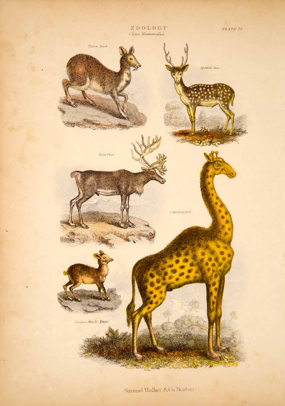 1868 Chromolithograph Tibet Musk Spotted Axis Reindeer Giraffe Deer Animals TLW3