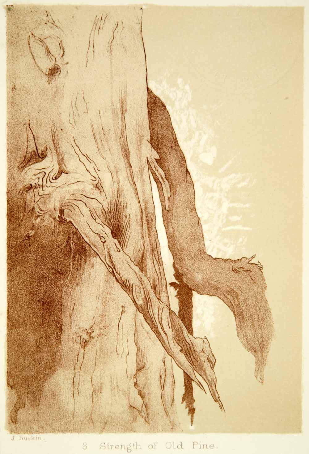 1872 Lithograph John Ruskin Strength Old Pine Nature Tree Wood Gnarled XAZ2