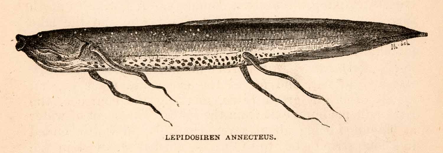 1868 Wood Engraving Lepidosiren Annecteus Mud Fish Travel Africa Nile XGBA1