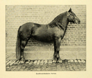 1900 Print Gudbrandsdalen Horse Side Portrait Equestrian Equine XGD1