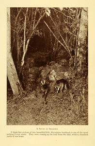 1928 Print Abyssinian Busbuck Ethiopia Fawn Africa Trail Baby Forest XGD6