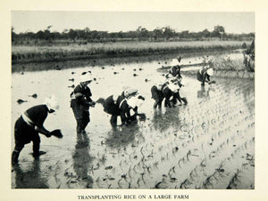 1932 Print Workers Transplanting Rice Farm Japan Landscape Agriculture XGDD4