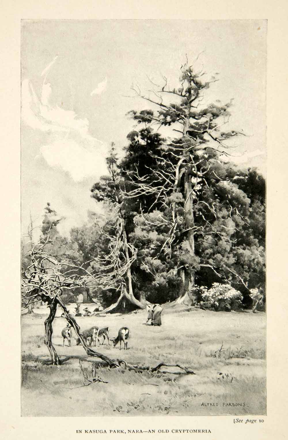 1896 Print Kasuga Park Nara Cryptomeria Japanese Landscape Deer Trees XGED1