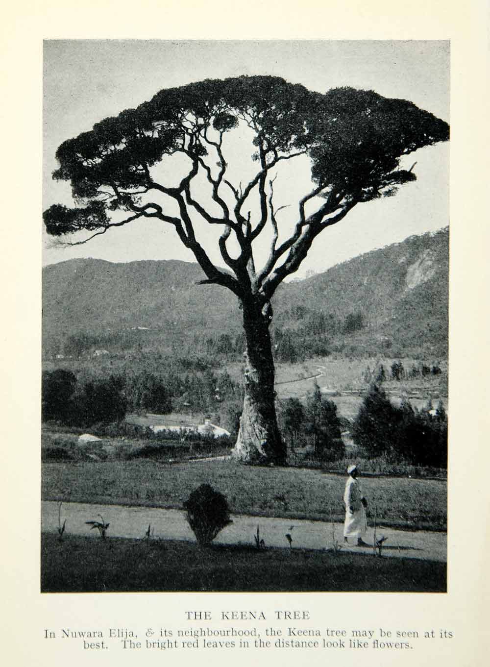 1929 Print Keena Tree Nuwara Eliya Historical Image Mountains Ceylon Sri XGHD4