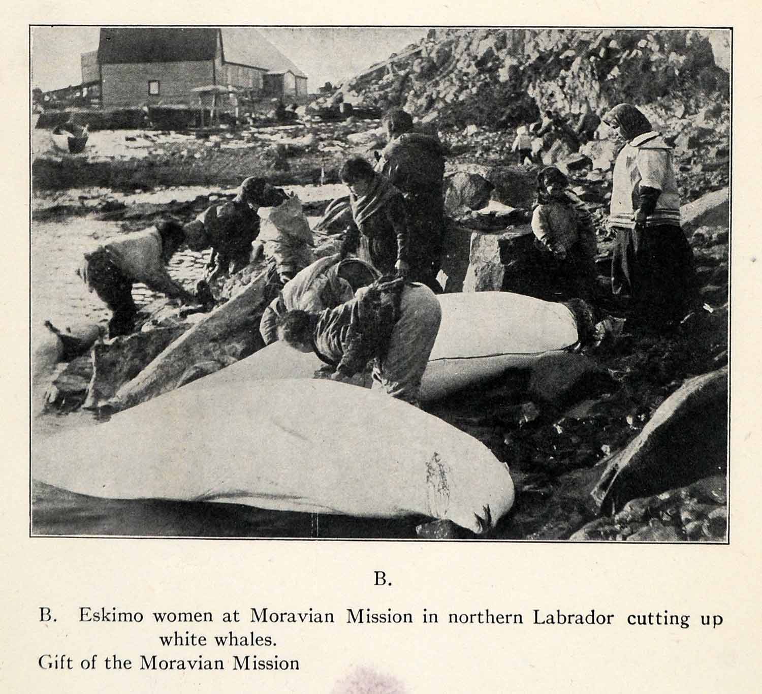 1916 Halftone Print Inuit Eskimo Women Northern Labrador White Whales Food XGR6