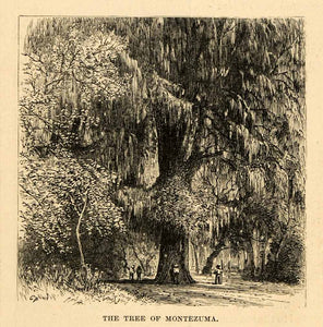 1888 Wood Engraving Montezuma Tree Santa Maria Church Oaxaca Mexico Cypress XGU6