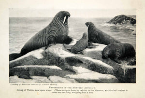 1917 Print Bull Walrus Pup Polar Arctic Mammal Rock Natural History Animal XGVC5