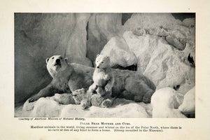 1917 Print Polar Bear Cub Exhibition Arctic Museum Family Natural History XGVC5