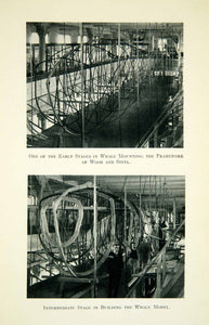 1929 Print Whale Model American Museum Natural History Framework Mounting XGWC5